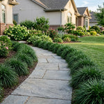 Pack of 3 Mondo Grasses Plant, Ornamental Grass Live Plants, Perennial Grass Plant, 3-5 Inc Tall, Ground Cover, Hardy Ornamental Grass for Shade Garden Landscaping