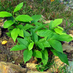 1 Paw Paw Tree Live Plant, Pawpaw Seedling Plants, 1 Year Old 6-15" Well Rooted, Common Pawpaw Asimina Triloba, No Leaf in Winter