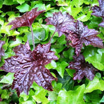 Set 4 Purple Heuchera Plants Live, Coral Bells Purple Heuchera Shrubs Bushes Live Planting for Ornamental Gardening, Perennial Heuchera Live Plants, 3 to 6 Inc Tall