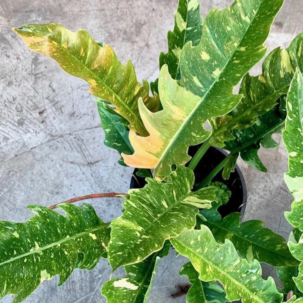 Philodendron Plant Live, Variegated Philodendron, Tropical Houseplant Well Rooted 4-8 Inches (Fire)