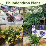 4 Houseplant Collection Plants Live Collection, Rare Colors, No Pot, Easy to Grow Indoors Plant, Pink Princess Philodendron, Agapanthus Blue, White, Variegated Dwarf Umbrella Tree