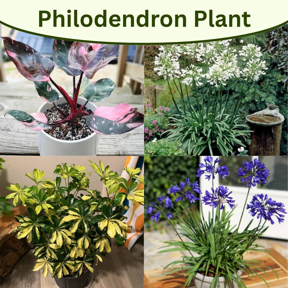 4 Houseplant Collection Plants Live Collection, Rare Colors, No Pot, Easy to Grow Indoors Plant, Pink Princess Philodendron, Agapanthus Blue, White, Variegated Dwarf Umbrella Tree