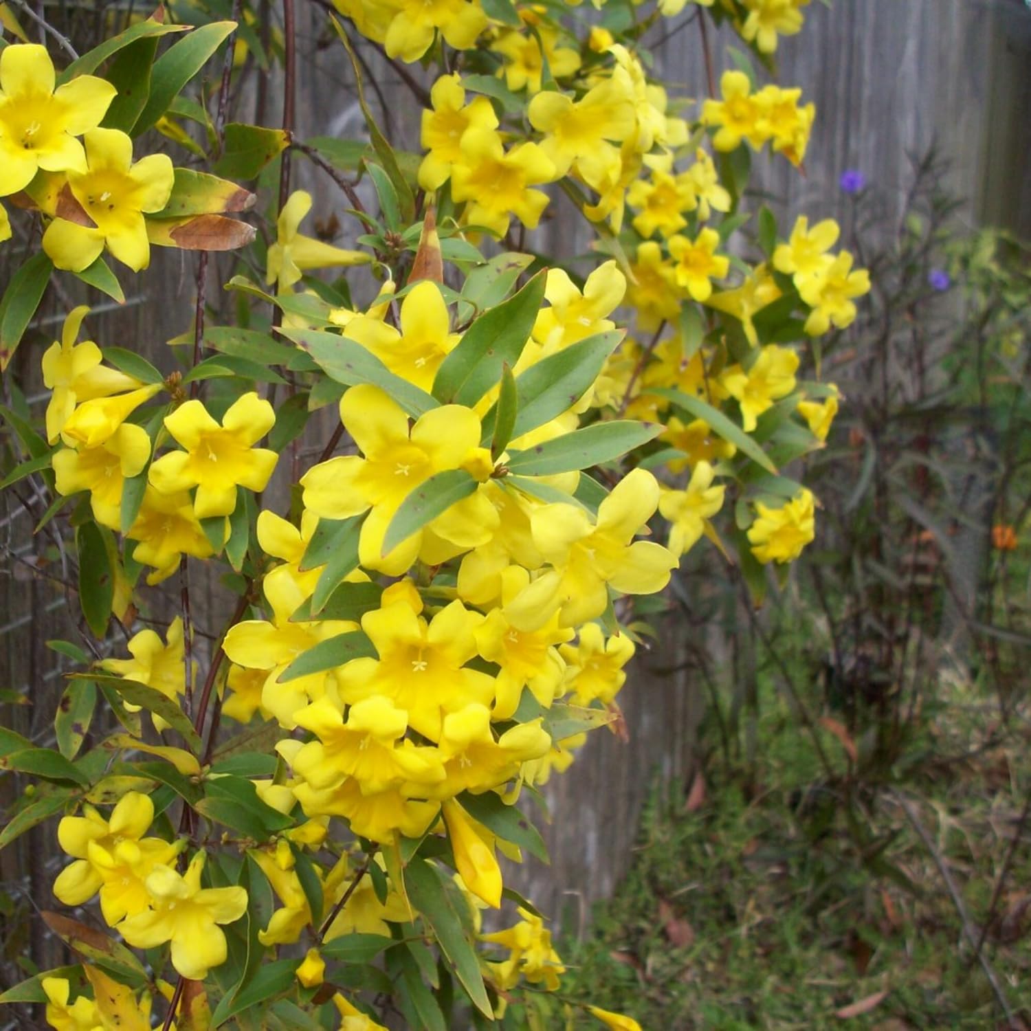 Jasmine Plant Live, Yellow Jasmine Live Plant Between 5 and 7 Inc Tall Outdoor Planting Indoor