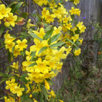 2 Yellow Jasmine Plants Live, 4 to 7 Inc Tall, Jasmine Live Plant Climbing Flower