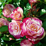 Climbing Rose Live Plant, 6 Months Old Starter, Fragrant Purple Climbing Roses for Planting Outdoor, No Pot (Dark Night)