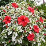 3 Hardy Hibiscus Live Plants, Flowering Shrub, Variegated Red Blooms, 4-7"