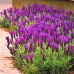 2 Live Fragrant Lavender Plants for Outside Planting, Perennial Lavandula Plants Live Fragrant Flowers, Well-Rooted 5-8" for Spring Bloom