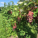 Red Grape Vine Live, 5-9" Tall Well-Rooted for Outdoor Gardens, Hardy Grape Fruit Perennial, No Pot