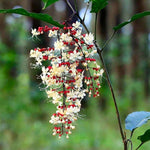 2 Clerodendrum Live Plants 4-7 Inches, Trailing Light Bulb Flowering Shrub, Indoor or Outdoor Ornamental (Wallichii)