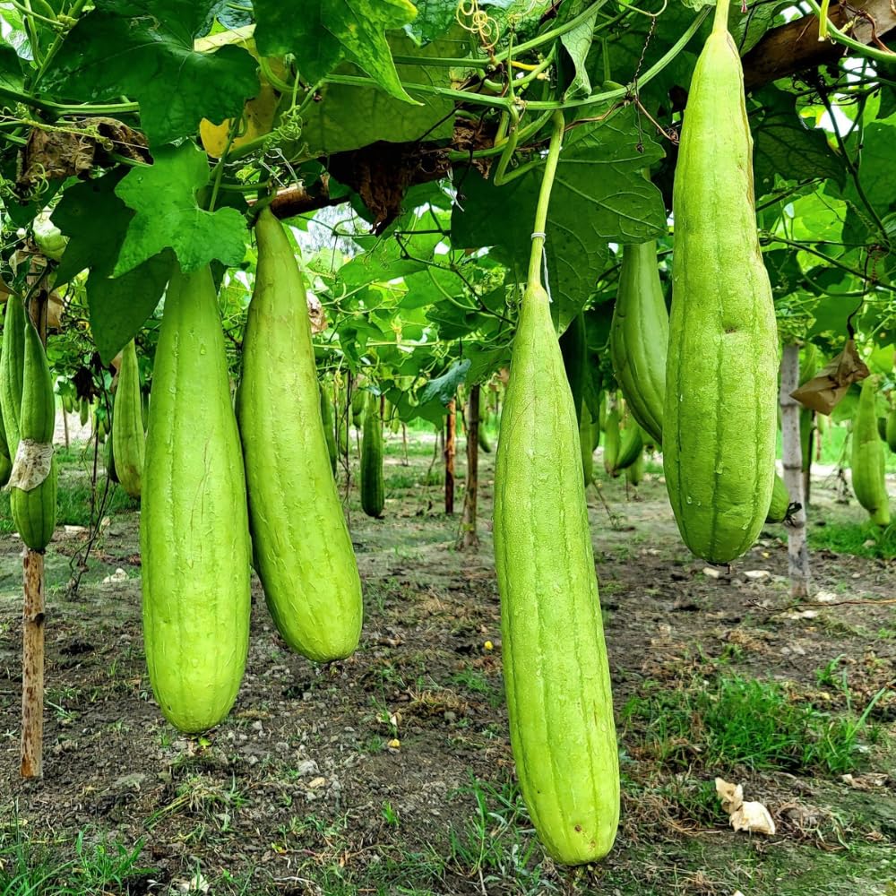 Set 2 Pots Luffa Plants, Live Loofah Gourd Vines in 4 Inch Pots, 4-6" Vegetable Luffa Vine Plant Seedlings