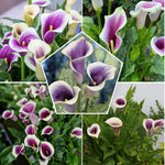 Pack 3 White Purple Calla Lily Bulbs - Calla Lily Flowering Bulbs for Garden and Containers, Easy to Grow Summer Blooms