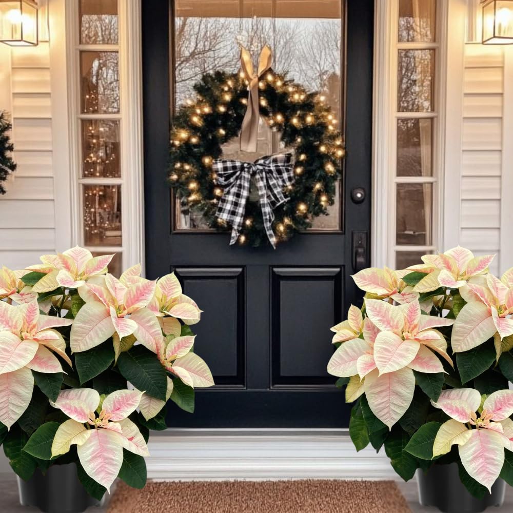2 Poinsettia Plants Live, Pink Yellow White Poinsettia Flowers Christmas Decorations, Holiday Houseplant, Poinsettias Trees Plants, No Pot, 5-9" Tall