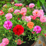 Double Portulaca Moss Rose Plants Live, 2 Mix Portulaca Plants Pots Flower Ground Cover Plant Hanging Basket