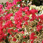 Combo 2 Bougainvillea Plants Live Trees, Outdoor Bougainvillea Plant for Trailing Flowering Vines or Bush Tree, 5-10” Tall, Well-Rooted Bougainvillea Raspberry Ice Vivid Red-Pink