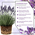4 Lavender Plants Live Flower Indoor Outdoor, Lavandula Perennial Plants, Well Rooted 4-8" Tall, No Pot (Creek Lavender)