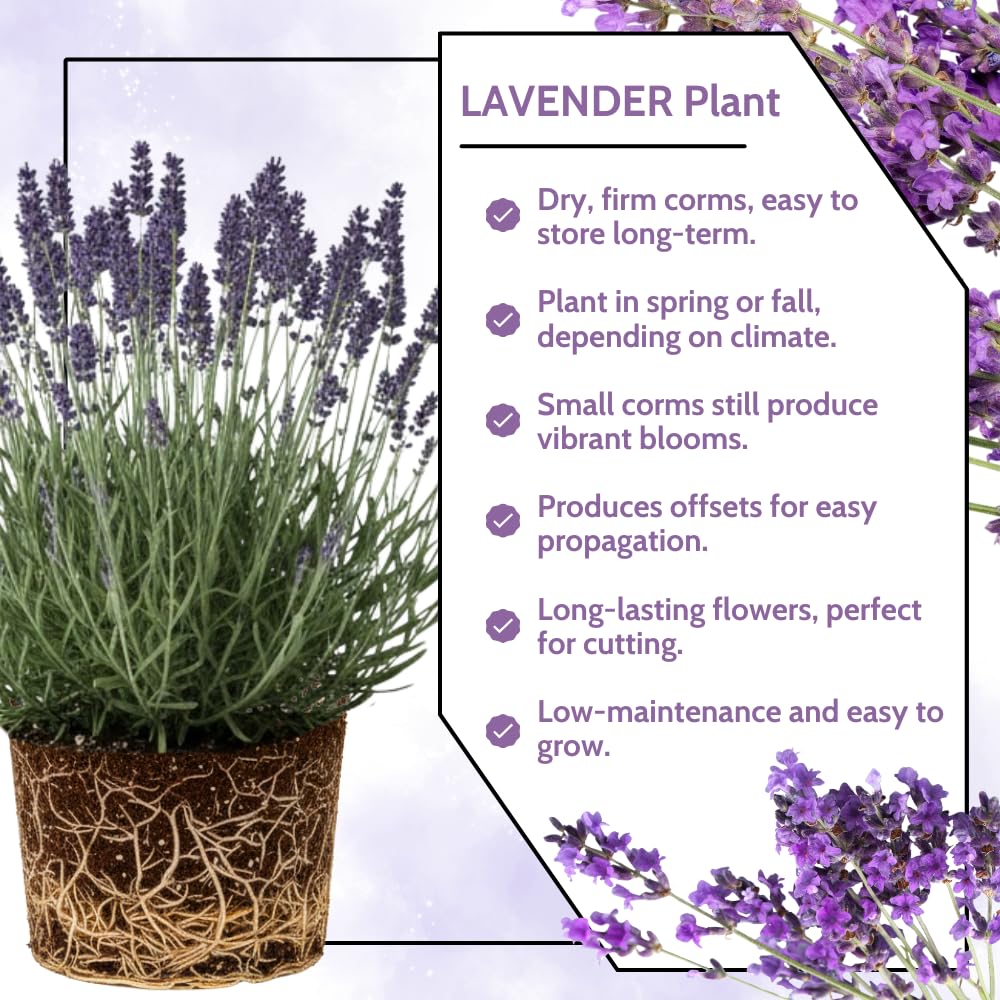 4 Lavender Plants Live Flower Indoor Outdoor, Lavandula Perennial Plants, Well Rooted 4-8" Tall, No Pot (Creek Lavender)