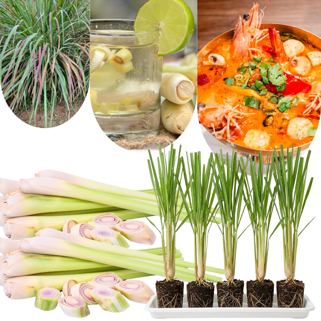 6 Fresh Lemongrass Plants Live High Yield, Live Outdoor Lemongrass, No Pot, Fresh Lemon Grass Stalks Live Plant, Herb Outside Planting