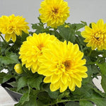 Yellow Dahlia Bulbs Plant, 2-3" Tall, Dahlia Flower Bulbs for Outdoor Garden, Flowering Tuber Cluster for Planting, Not Live Plant