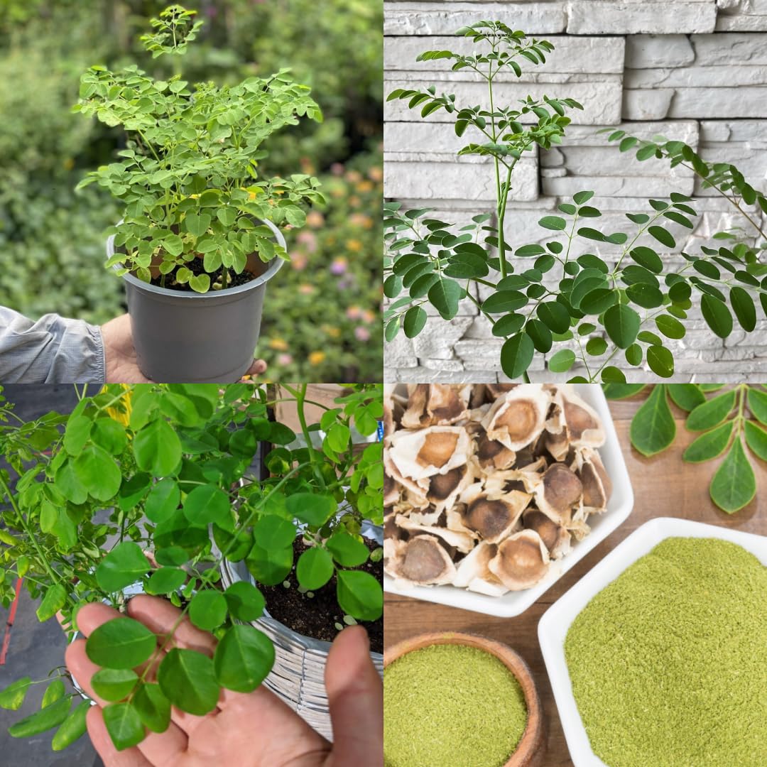 2 to 4 Live Moringa Trees Plants, Cold Hardy for Outdoor Garden, Zones 4-9, Well-Rooted Plant in Pot, Moringa Oleifera Malunggay Horseradish Trees