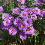 Set 2 Purple Aster Plants Live, Perennial Purple Flowers for Garden, 4-6 Inches Flowering Aster Plants Flower Outdoor Planting