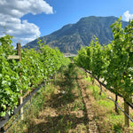2 Bronze Grape Vines, 5-9 Inch Height, Cold Hardy Grape Plants Live Well-Rooted for Landscaping, Sweet Fruit Variety