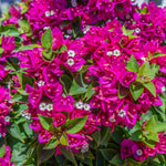 Set 2 Deep Pink Bougainvillea Live Plants 4-7 Inches Tall, Vibrant Bumgainvillea Flowering Vines for Garden, Patio Containers and Indoor Growing