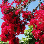 2 Bougainvillea Plants Live, Bougainvillea Live Plant, 4 to 6 Inc Tall, Flower Vine Plant Garden (Double Red)