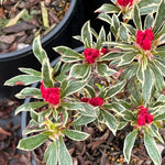 2 Azalea Plants Live 5-9" in Tall, Silver Rhododendron Tree Live Plants Like, Established Root, Vibrant Bloom, Red Variegated