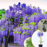 Wisteria Tree Live Plant Vines, Purple Blue Wisteria Fragrant Flowers 6-12 Inc in Tall, 1 Year Old Seedling, Outdoor Growing