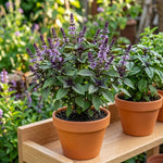 Pack of 2 Blue Basil Plant Live, Basil Live Plant, 2-5 Inc Tall, Fragrant and Edible Herbs for Containers, Raised Beds and Outdoor Garden