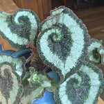 Begonia Live Plant, Begonias Live Plant, Rare Begonias Plants, 5-7 Inches in Height for Indoor Houseplant (Green Begonia)