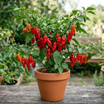 Hot Pepper Plant, Pepper Plant Live for Planting, 4 Inc Pot, 4-6 Inc Pot, Chili Pepper Plant, High Yield Pepper Seedling for Home and Garden Growing, 2 Plants in Pot