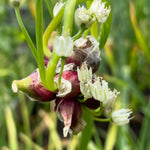 30 Egyptian Walking Onions Bulbs, Egyptian Walking Onions Bulbs for Planting Outdoors Indoors, Heirloom Onions Bulbs