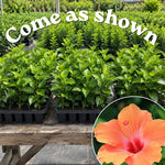 3 Hardy Hibiscus Live Plants, Flowering Shrub, Golden Orange Blooms, 4-7"