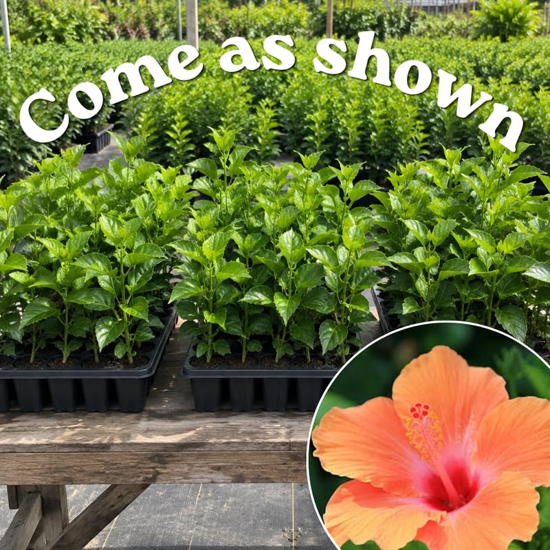 3 Hardy Hibiscus Live Plants, Flowering Shrub, Golden Orange Blooms, 4-7"