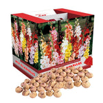 20 Mix Gladiolus Bulbs for Planting, Hardy Gladiolus Bulbs for Spring Planting, Large Bulb