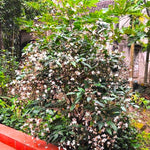 2 Clerodendrum Live Plants, Clerodendrum Light Wallichii Smithianum White Blooms, 5-9 Inc Tall