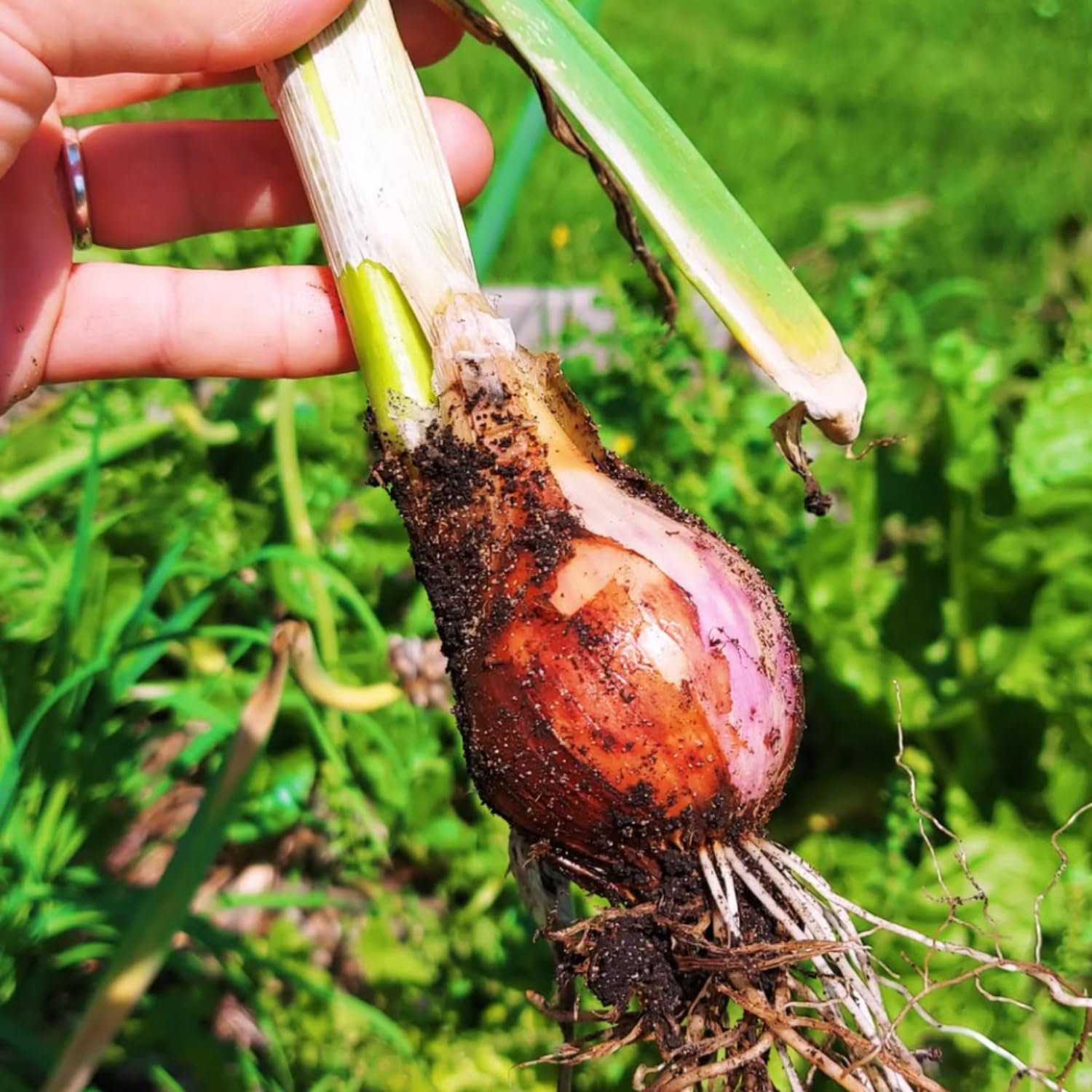 Set 5 Egyptian Walking Onions Plants Live, 3 to 6 Inc Tall