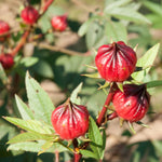 Red Roselle Plant 4" Pot, Roselle Live Flowering Garden Plant for Patio, Containers and Backyard, Hardy Tropical Outdoor Plant 6-8 Inches