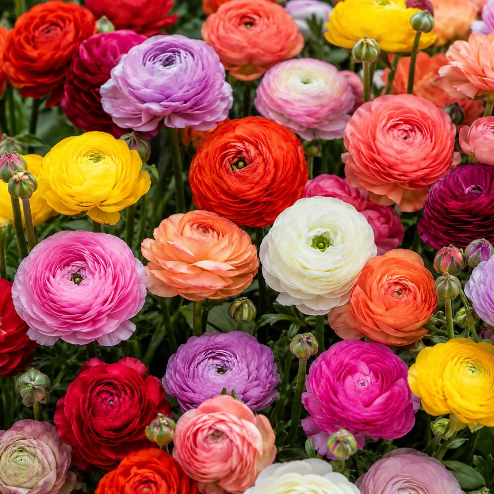 25 Ranunculus Bulbs for Spring Planting, Perennial Flowers Bulbs for Gardens, Vibrant Peony Buttercup Corms for Outdoor Borders (Multicolor Ranunculus)