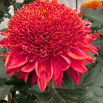 2 Mums Plants Live, Dark Red Chrysanthemum Plants Live, 5 to 7 Inc in Height, No Potted, Chrysanthemum Flower Mum Live Plant