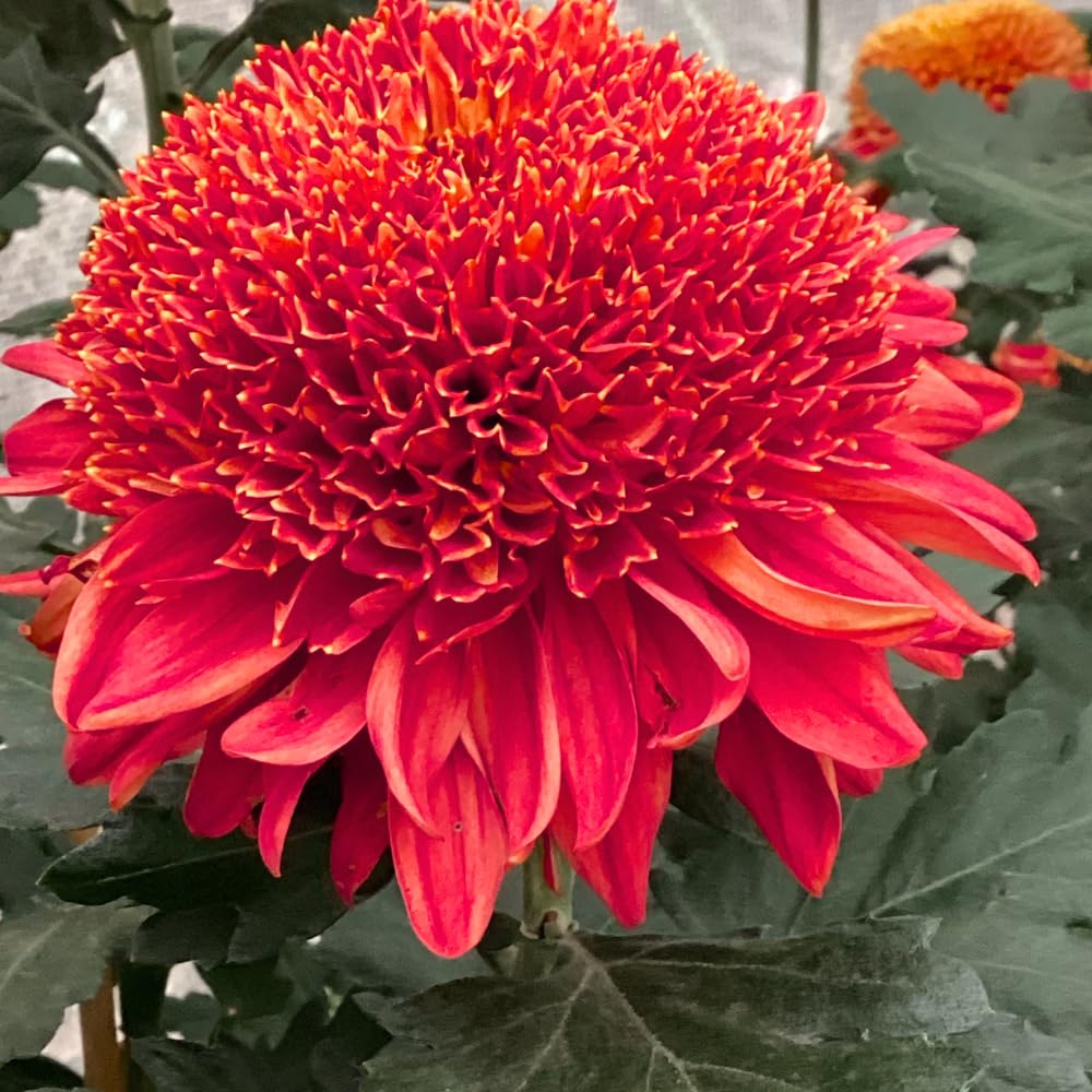 2 Mums Plants Live, Dark Red Chrysanthemum Plants Live, 5 to 7 Inc in Height, No Potted, Chrysanthemum Flower Mum Live Plant