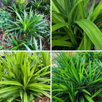 Pandan Plant Live, Pandanus Amaryllifolius Live Plant, 5 to 7 Inc Tall, Well Rooted Outdoor Garden