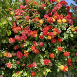 Orange Yellow Red Climbing Rose Live Plant, 6 Months Old Starter, Fragrant Purple Climbing Roses for Planting Outdoor, No Pot