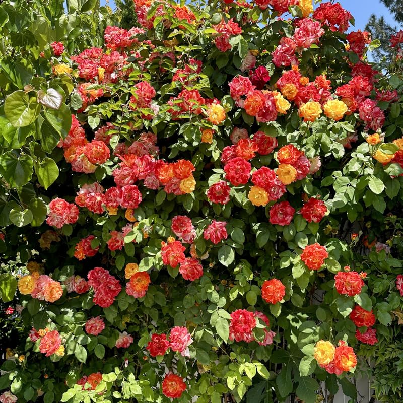 Orange Yellow Red Climbing Rose Live Plant, 6 Months Old Starter, Fragrant Purple Climbing Roses for Planting Outdoor, No Pot