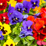 Pack 2 Pots Pansy Plants, Colorful Pansies in 4 Inch Pots, 3-6" Tall Annual Flowering Plants, Live Pansy Flower Plant for Gardening
