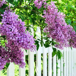 Lilac Plants Live Ready to Plant, 1 to 2 Feet Tall Lilac Shrub, Purple Lilac Tree Live Plant, Purple Lilac Tree