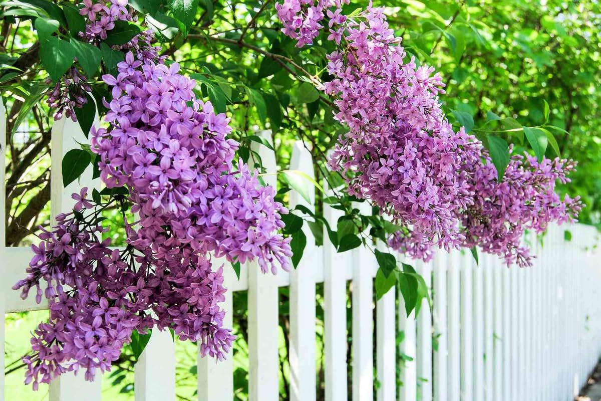 Lilac Plants Live Ready to Plant, 1 to 2 Feet Tall Lilac Shrub, Purple Lilac Tree Live Plant, Purple Lilac Tree