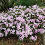Pack 3 Creeping Phlox Plants Live, 5-9 Inches, Perennial Creeping Phlox Ground Cover Outdoor Garden (White Pink)
