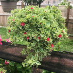 Variegated Baby Sun Rose Plant Live, Variegated Ice Plant, Baby Sun Rose Succulent Plants for Indoor Outdoor Houseplant, 4-6 Inches in Height 4 Inch Pot